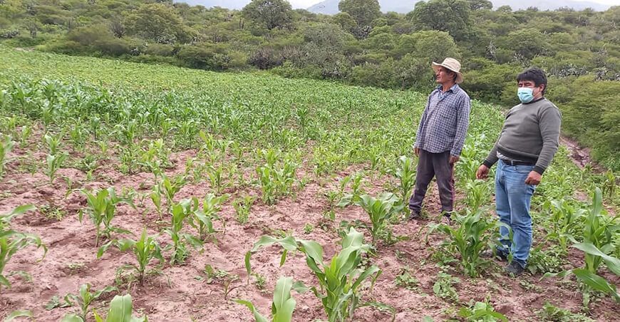 productores agricultores de maíz Perú