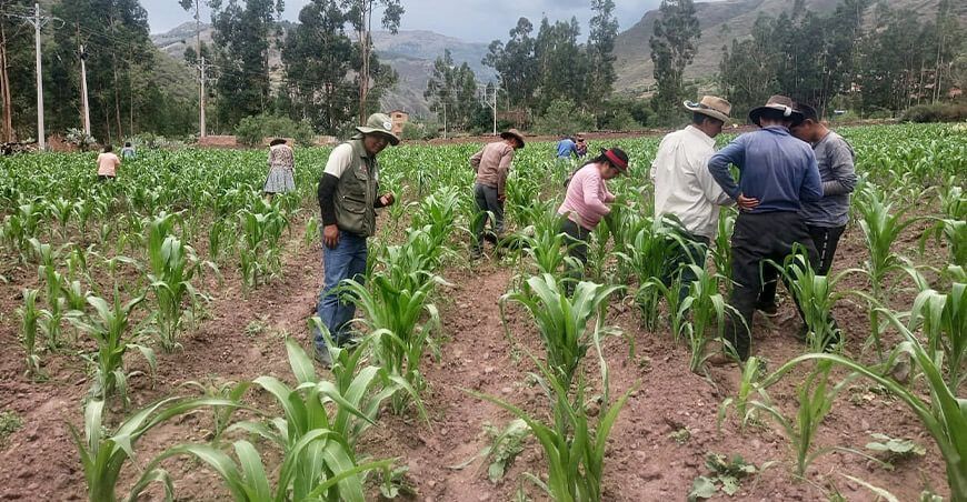 productores agricultores de maíz sierra Perú