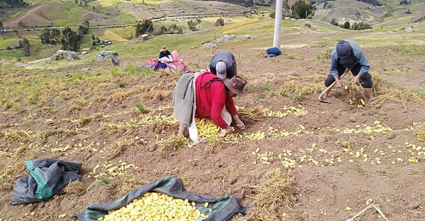 agricultores de oca Perú