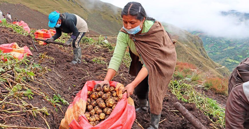 producción de semillas de papa Huánuco Perú