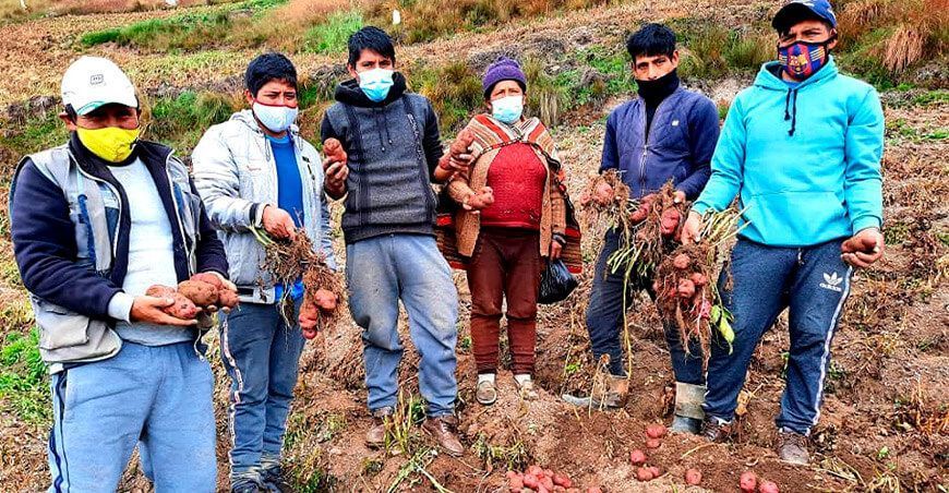 productores de papa Huarás Áncash