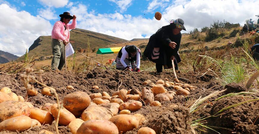 agricultores de papa Perú