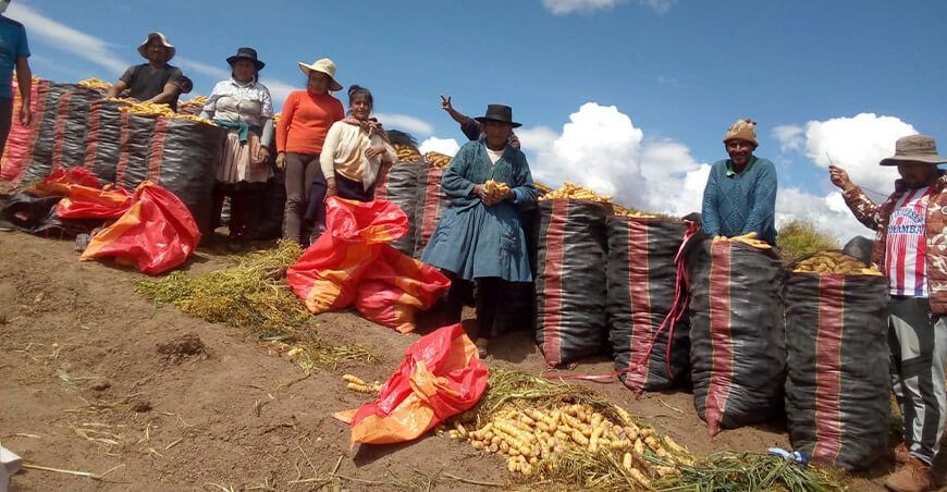 productores agricultores de papa Perú