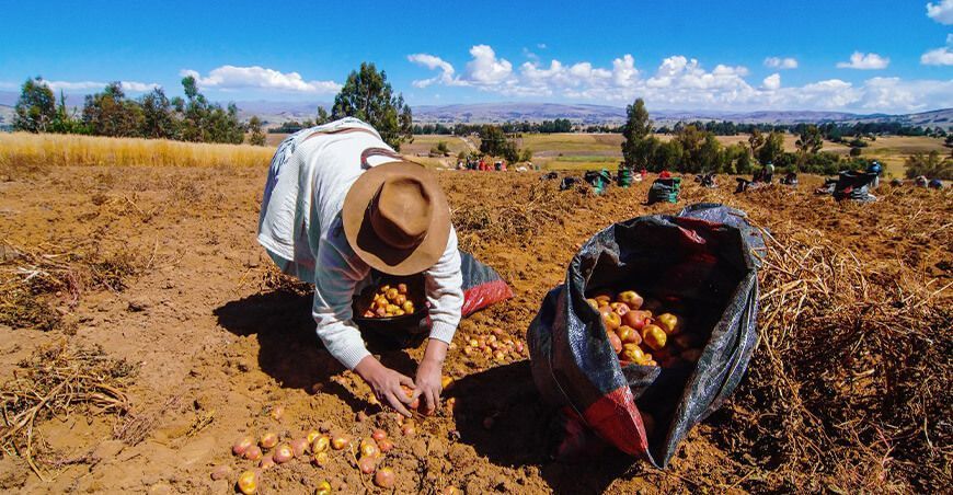 productores de papa Perú