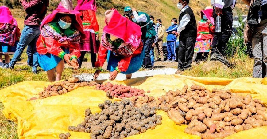 Agricultoras de papa Perú