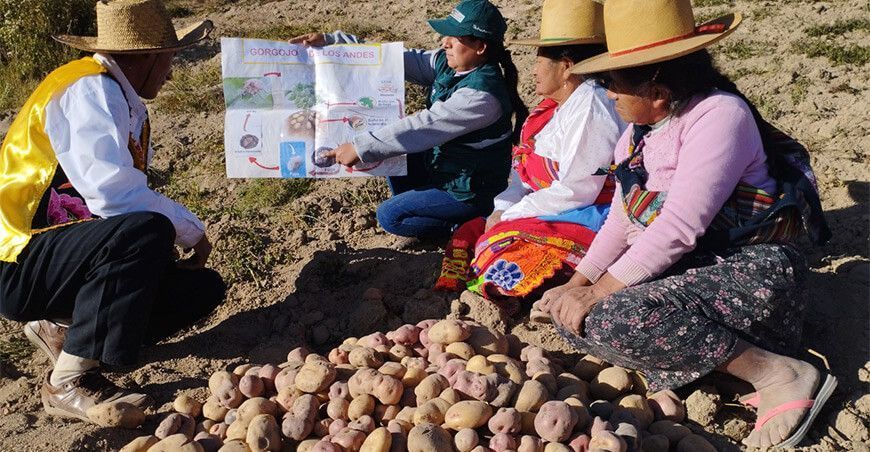 escuelas de campo Senasa productores de papa