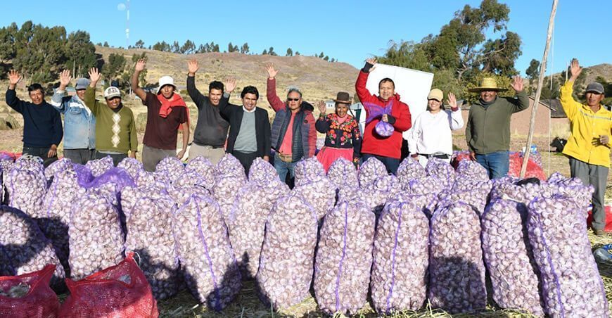 producción de ajos productores de Acora Puno