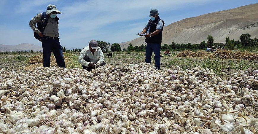 productores de ajos Arequipa Perú