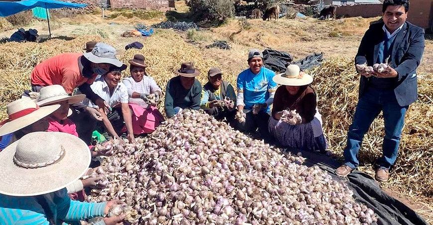 Agricultores puneños producen ajo de calidad a 4000 m s.n.m.