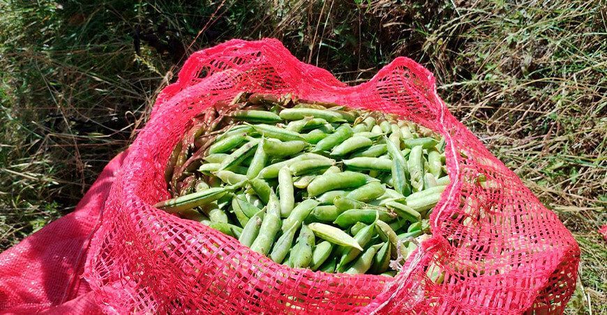 Productores de Chiurán cosechan 1.5 toneladas de arveja Usui en Ancash Perú