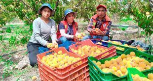 Productores de Antarumi logran cosecha de duraznos libre de mosca de la fruta en Ayacucho Perú