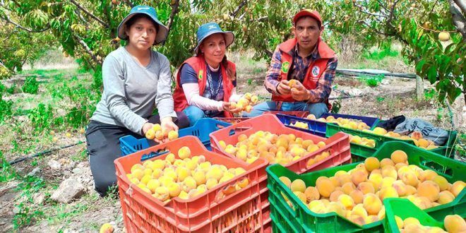 Productores de Antarumi logran cosecha de duraznos libre de mosca de la fruta en Ayacucho Perú