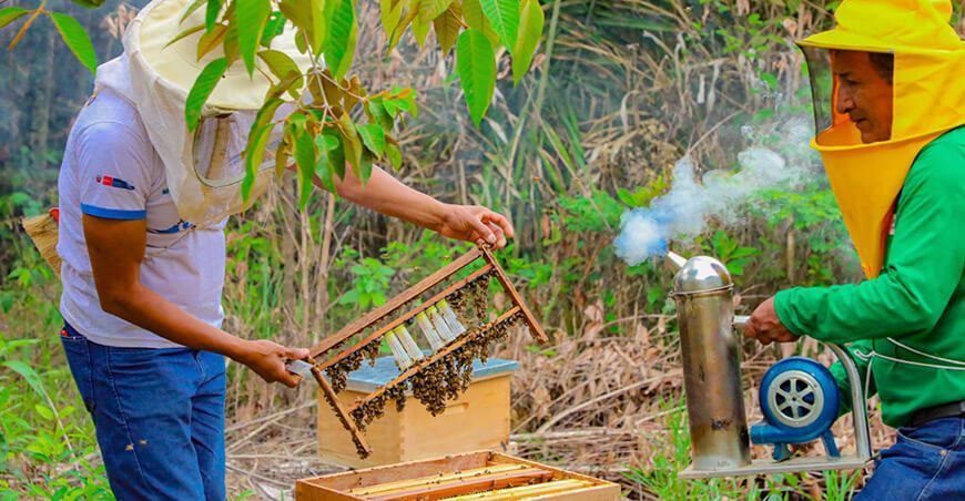 colmenas apícolas abejas producción miel Vraem Devida Perú