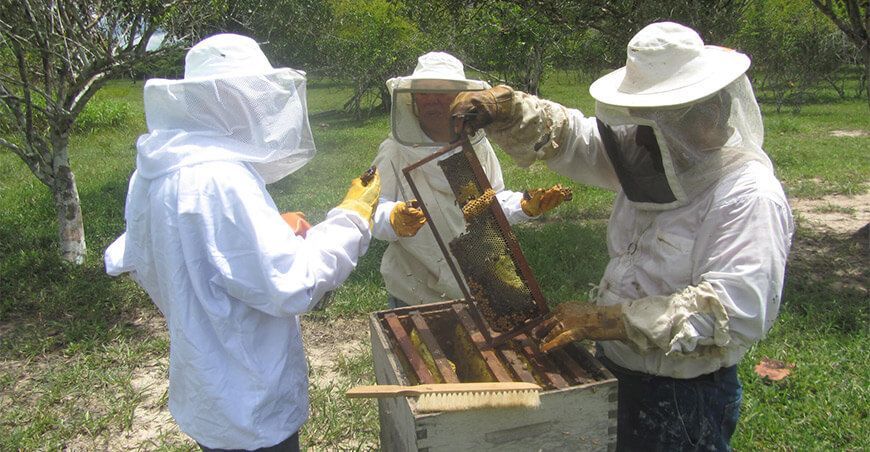 productores apícolas Perú