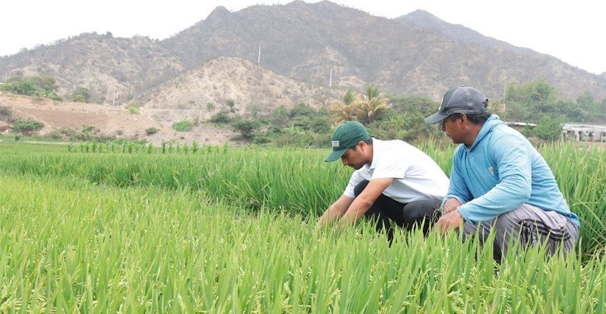 productores de arroz Lambayeque INIA Perú