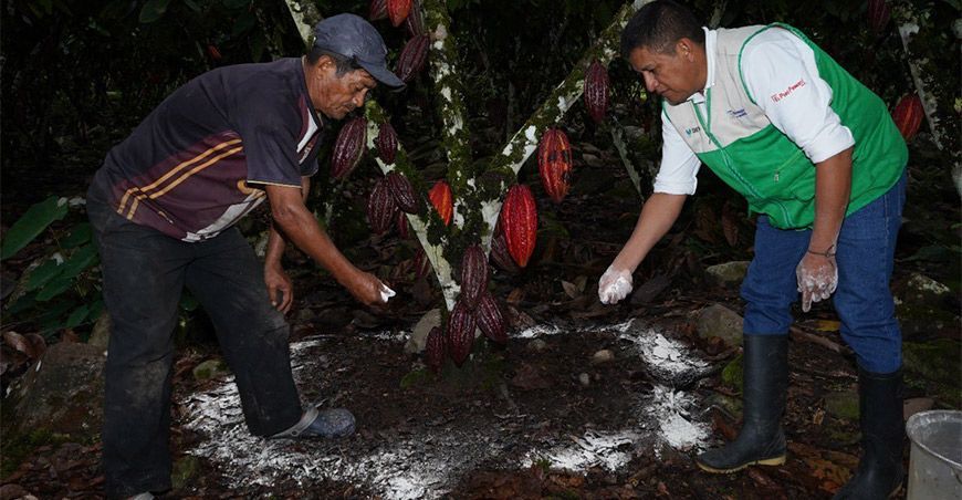 Devida entregó insumos agrícolas a productores de cacao Perú