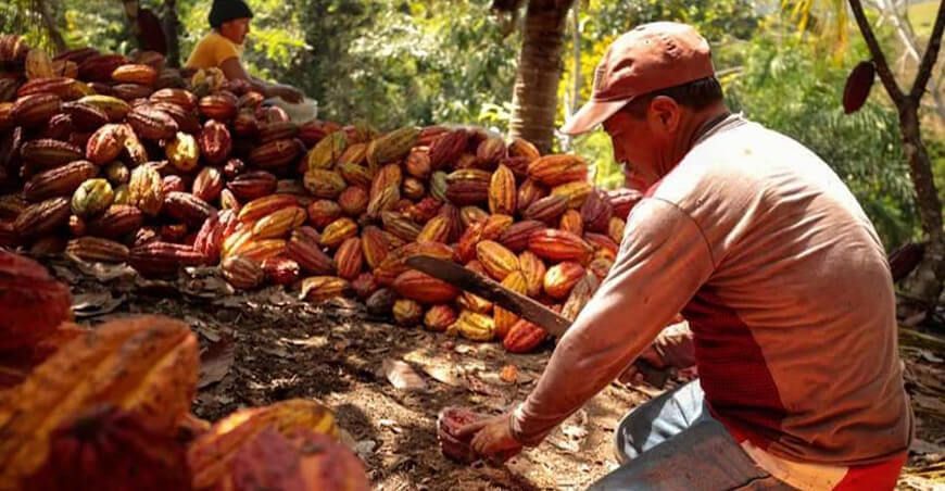 Productores de cacao Perú