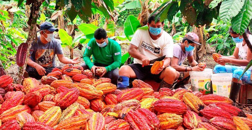 productores de cacao Perú