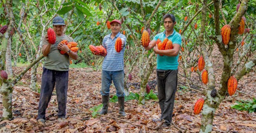 Mejorarán la cadena de valor de cacao en Curimaná