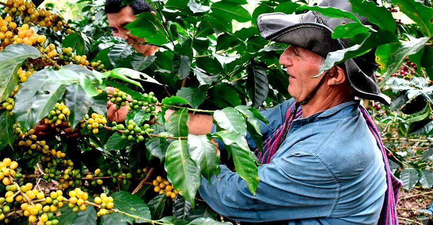 Amazonas: Procompite aprobó el financiamiento a productores de café
