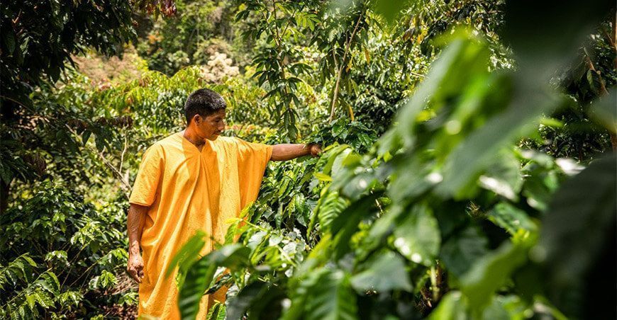 Inician entrega de insumos agrícolas y materiales a caficultores del Vraem
