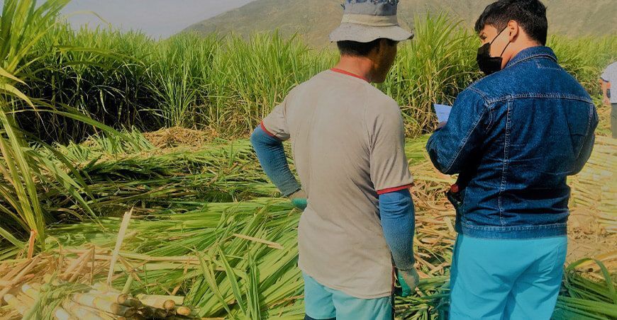 productores de caña de azúcar Ancash