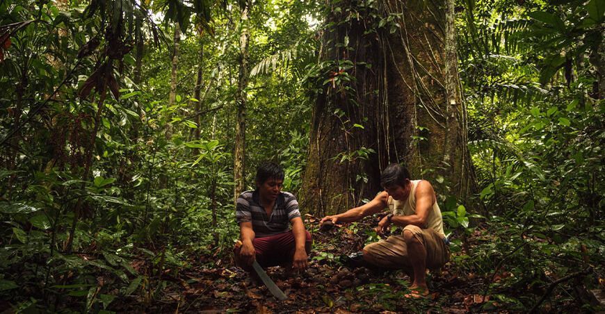 El poder de la castaña para conservar la Amazonía Madre de Dios