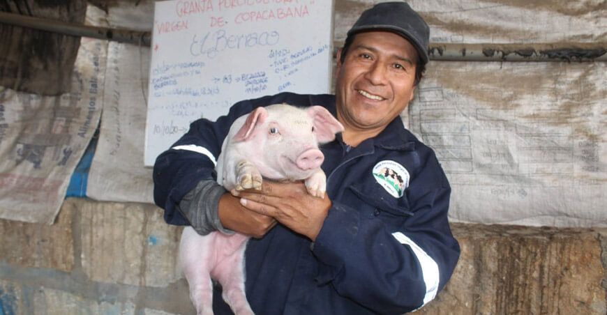cerdos Peste Porcina Clásica Senasa Perú