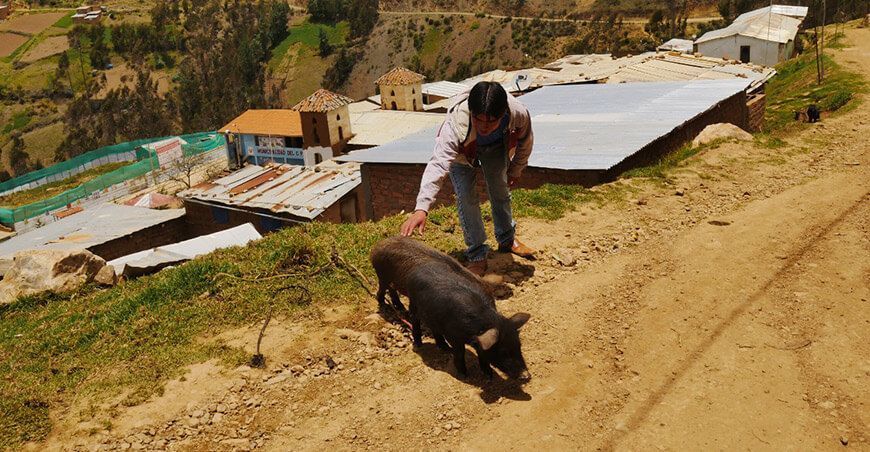 productores de cerdos porcinos Áncash Perú