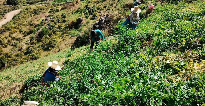 cultivo de arveja Perú