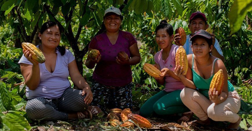 productores de cacao Perú