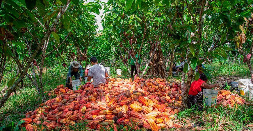 productores de cultivo de cacao Ucayali Perú