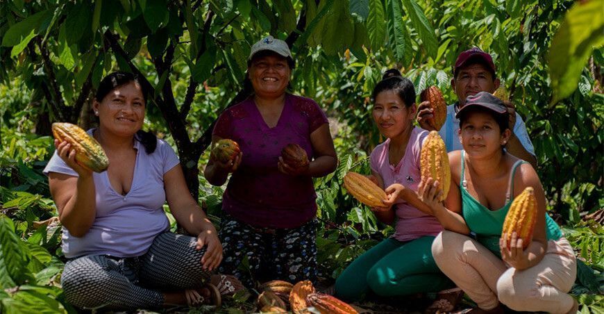 productores de cacao Perú