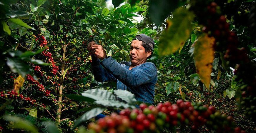 productores de cultivo de café Perú