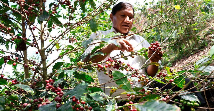 productores de cultivo de café Perú