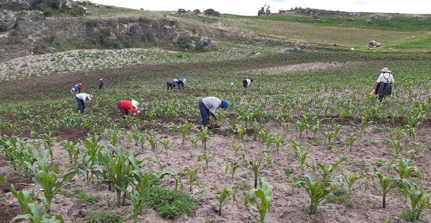 cultivo de maíz amiláceo Perú