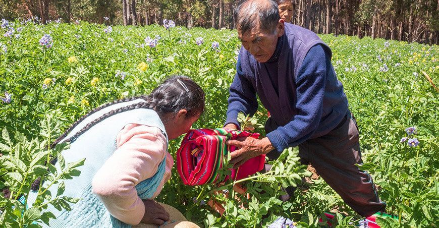 productores cultivo de papa Perú