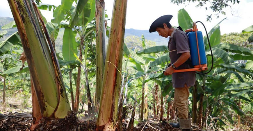 Chanchamayo: productores de plátanos mejoran sanidad vegetal