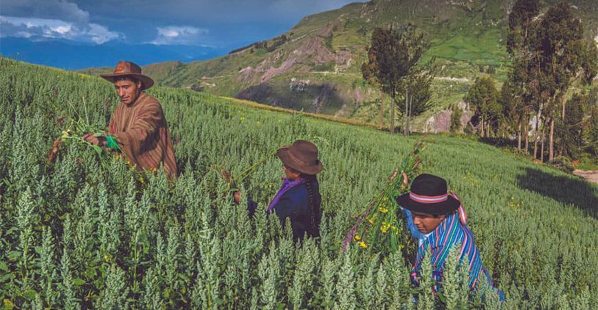 productores cultivo quinua