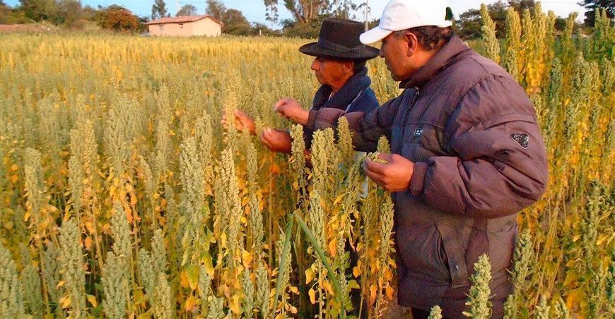 productores cultivo quinua Perú