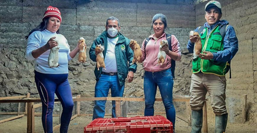 Promueven crianza de cuy en el distrito de Yarumayo