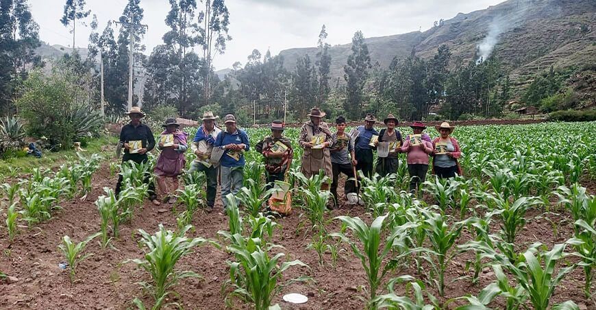 productores de maíz amiláceo Perú