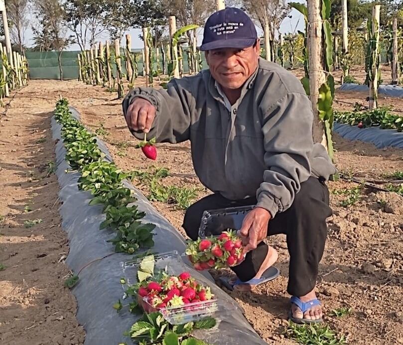 Asociación de Productores Agropecuarios de Solecape Innovadores de Mochumí 