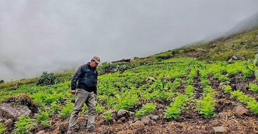 productores de frijol Oronccoy Ayacucho