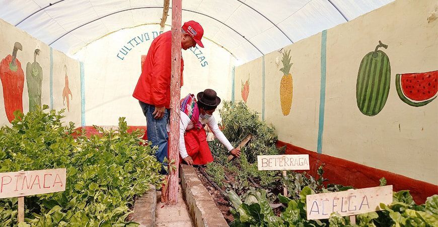 invernaderos producción de hortalizas productores de Puno Foncodes
