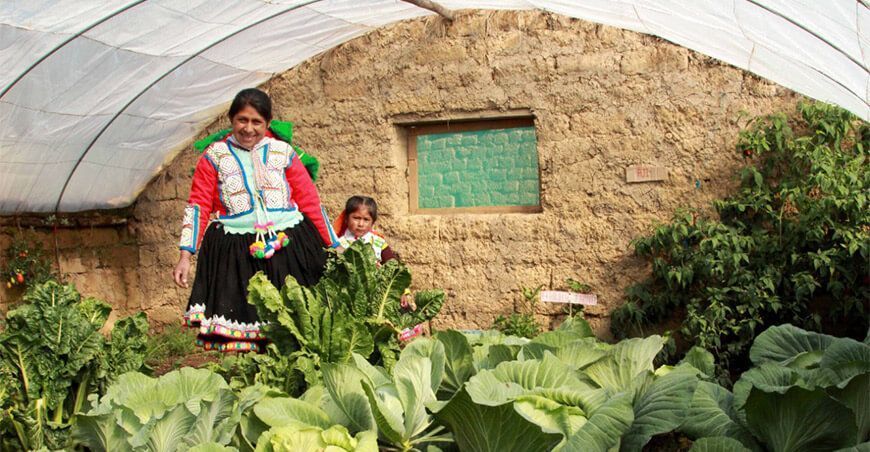 productora de hortalizas en invernaderos o fitotoldos Perú