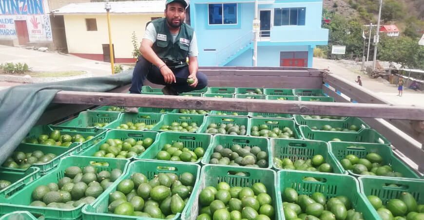 productores de Huancavelica comercializaron palta Hass