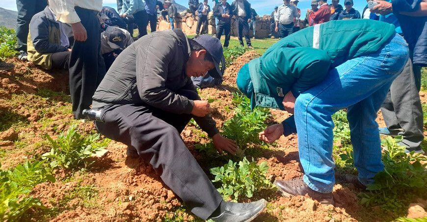 Productores aprenden a identificar y controlar el gorgojo de los Andes