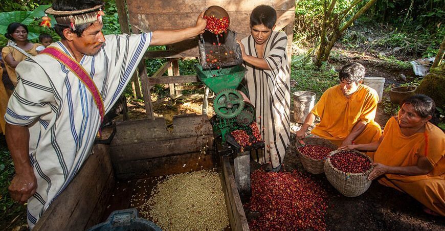 Junín: Productores indígenas producen y comercializan café sin deforestar