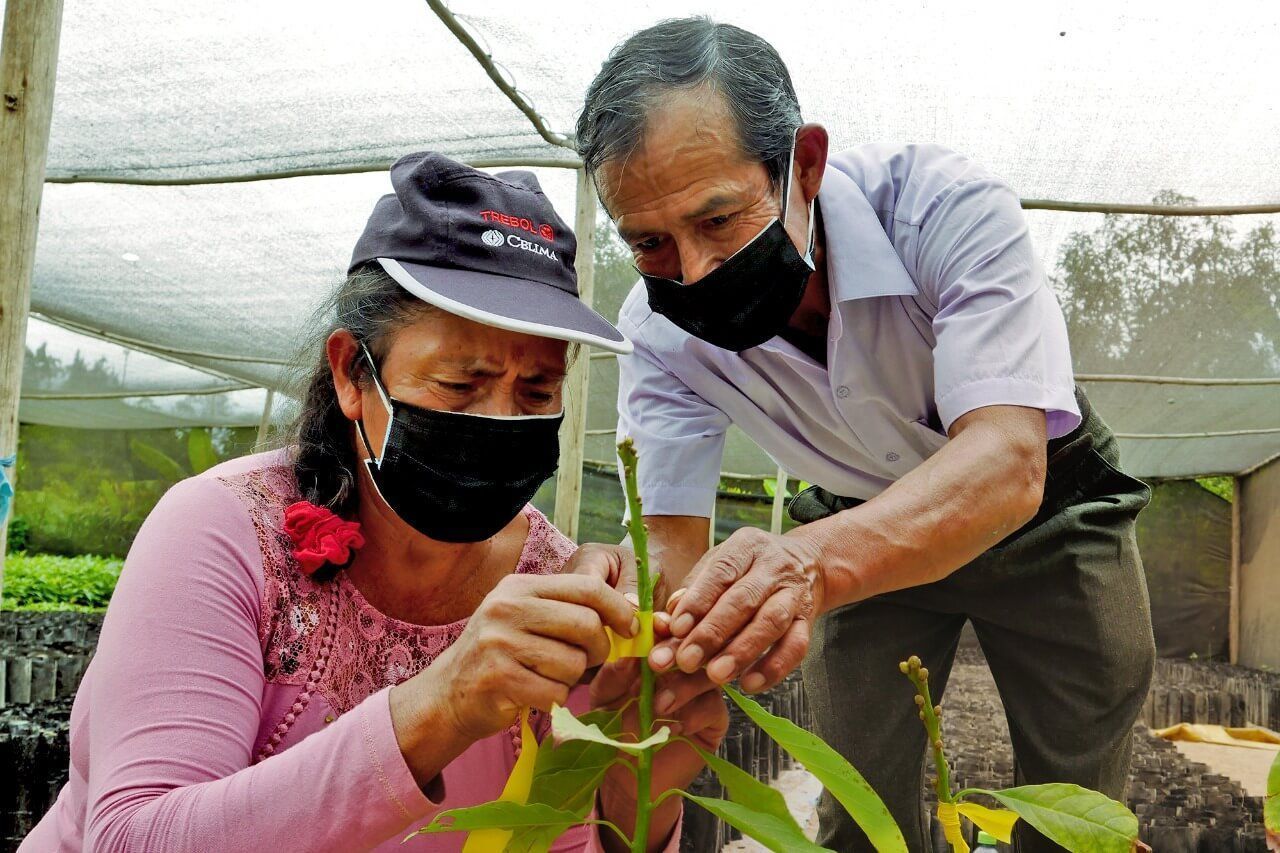 capacitan a productores en manejo de cultivo de palta